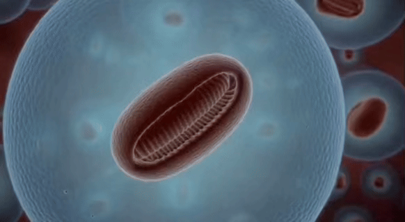 <strong>SHIELD</strong>